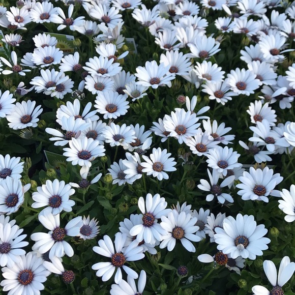 Meet your Posher, Vanessa - Picture 1 of 1